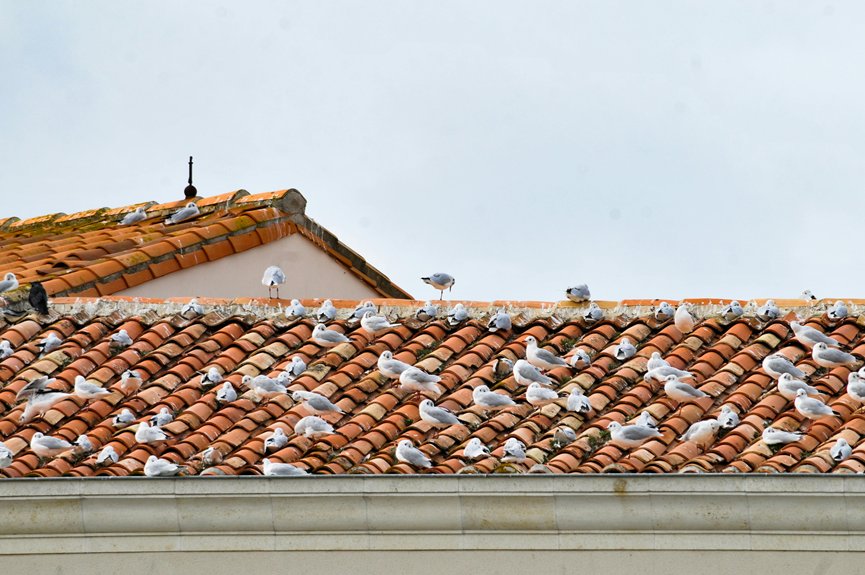 roof conversion services the colony