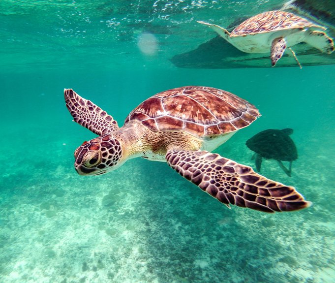 snorkeling with turtles