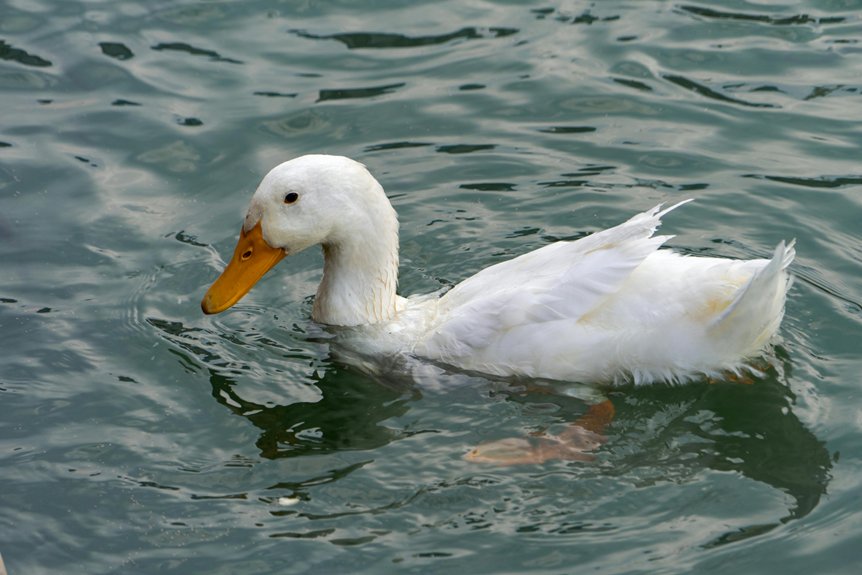 hoa pond management services